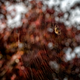 Illustration for article titled 48 Photos Of Autumn Around The World